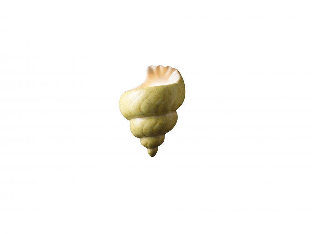 Conch Shell - LED